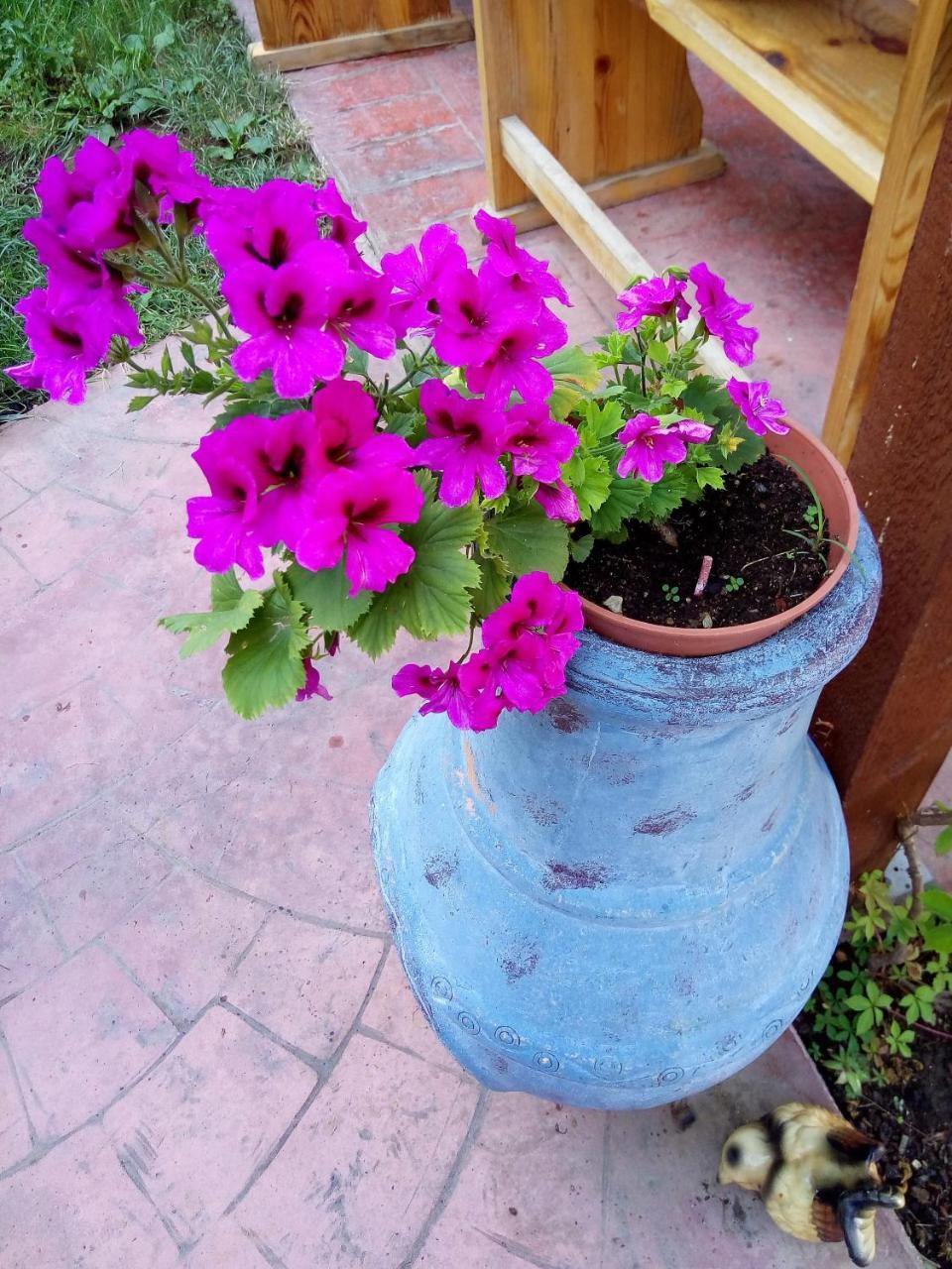 Alba Family Club Hotel Primorsko Dış mekan fotoğraf
